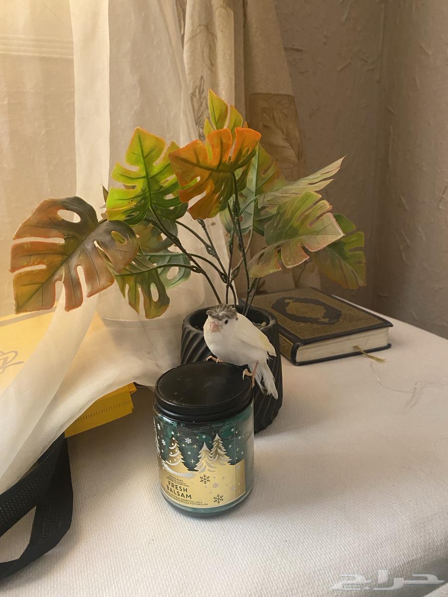 فروخ كناري لونهم ابيض64592576713985112