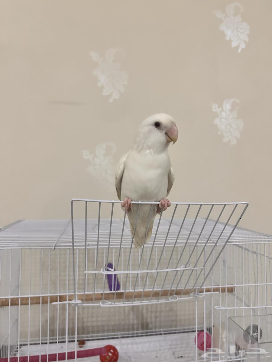 طير روز64588223923586110