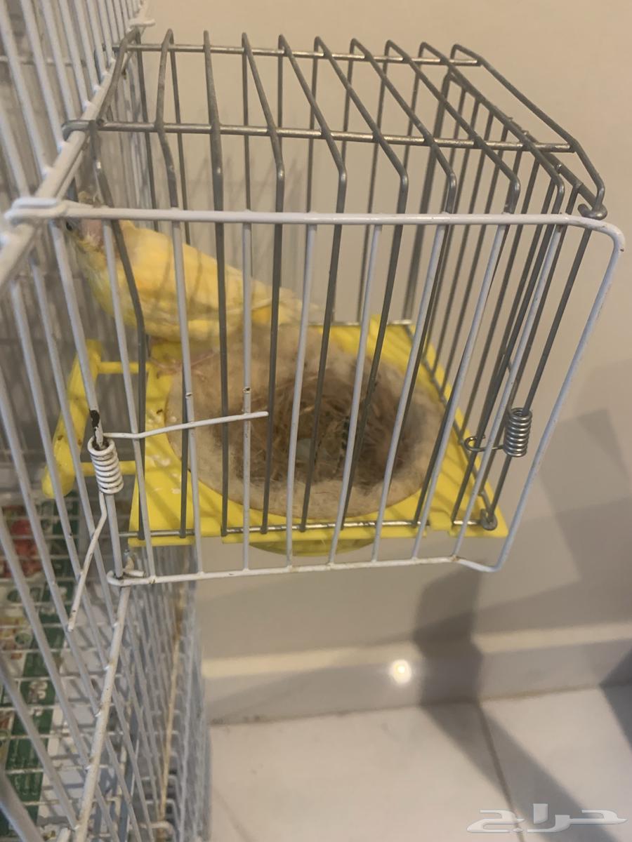 انثى كناري منتجه تحتها بيضه (تم البيع )64591189913985113