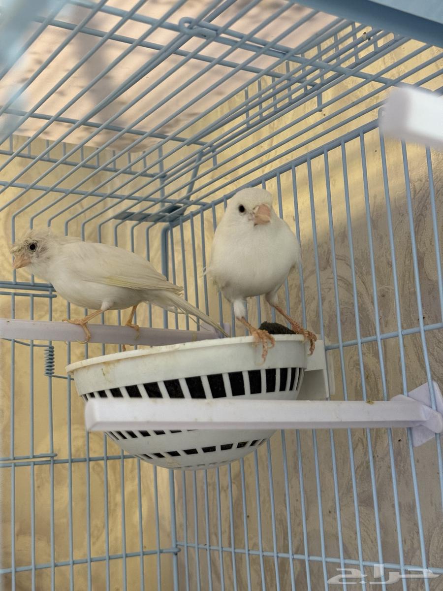 زوج كناري ابيض سوري64591707361922111