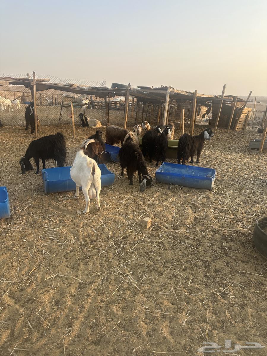 ثمان جفرات ما بين جذعه وثنيه مضربات64595242944898112