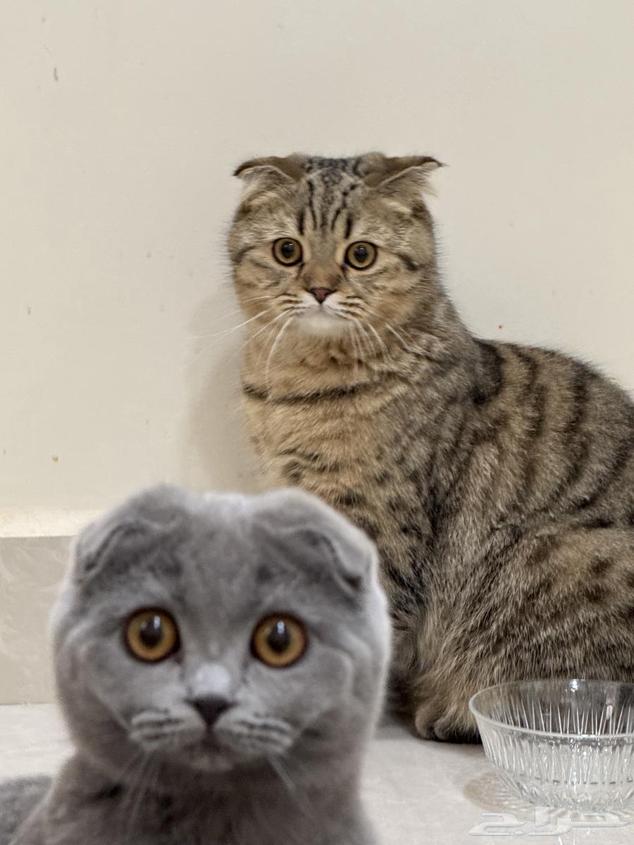 قطط سكوتش فولد64580472454275111