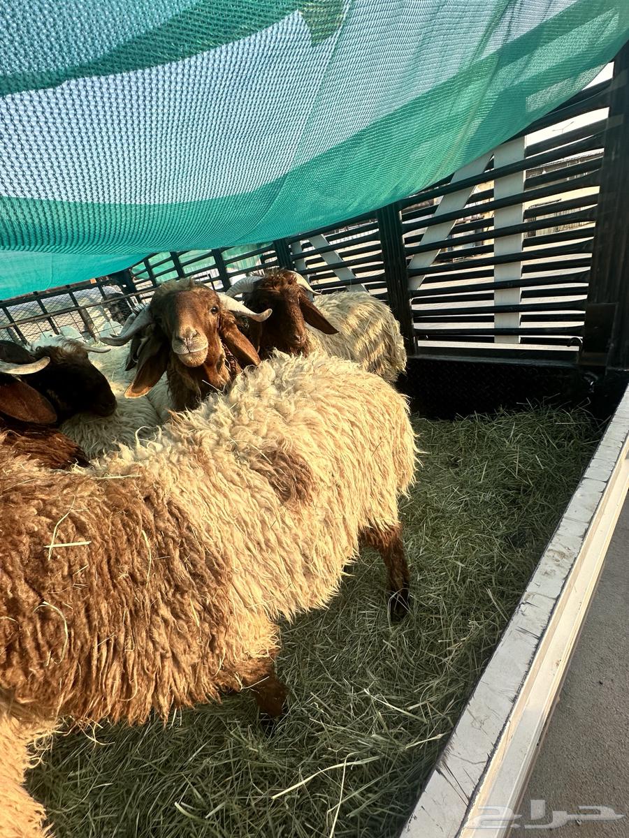 ذبائح للبيع شرط ويوجد توصيل64592250129538114