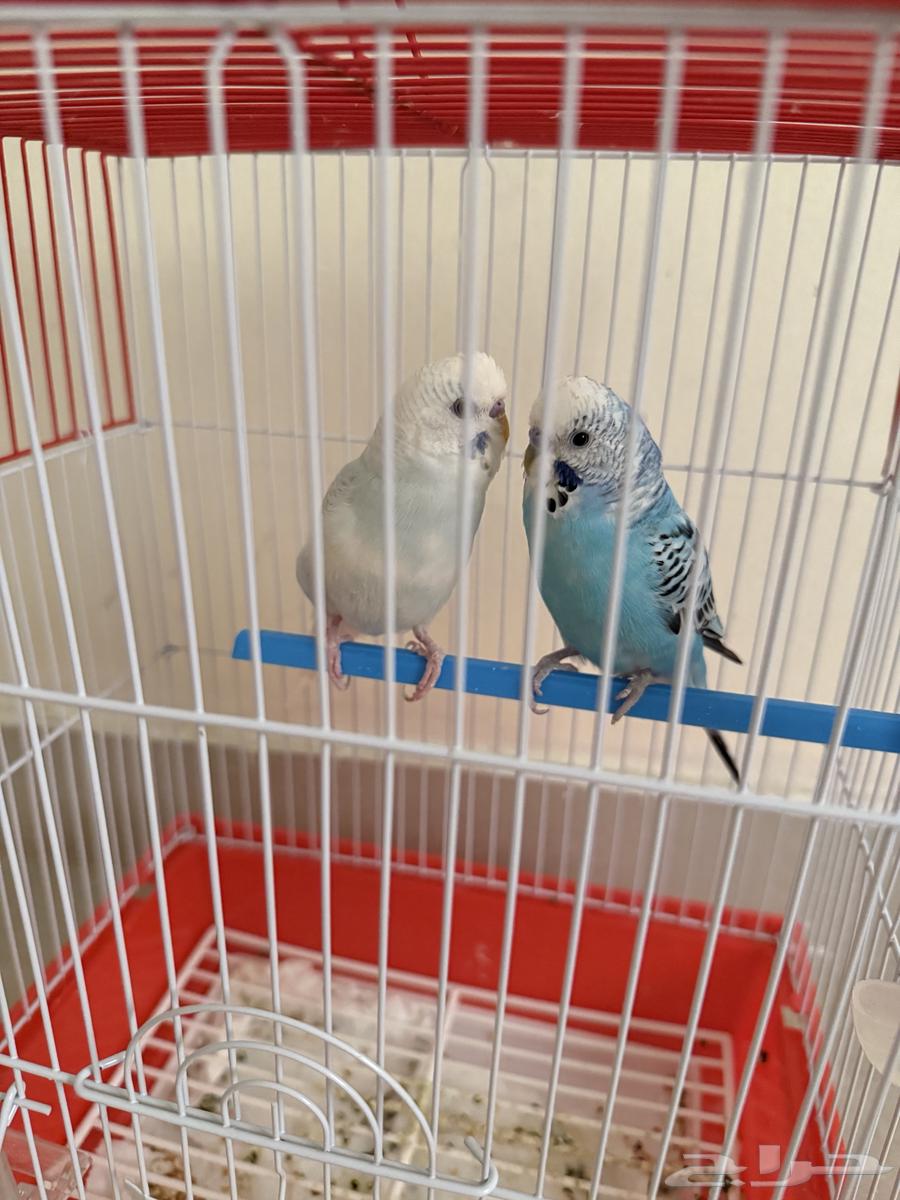 طيور بادجي كبل انتى وذكر64592468707201111