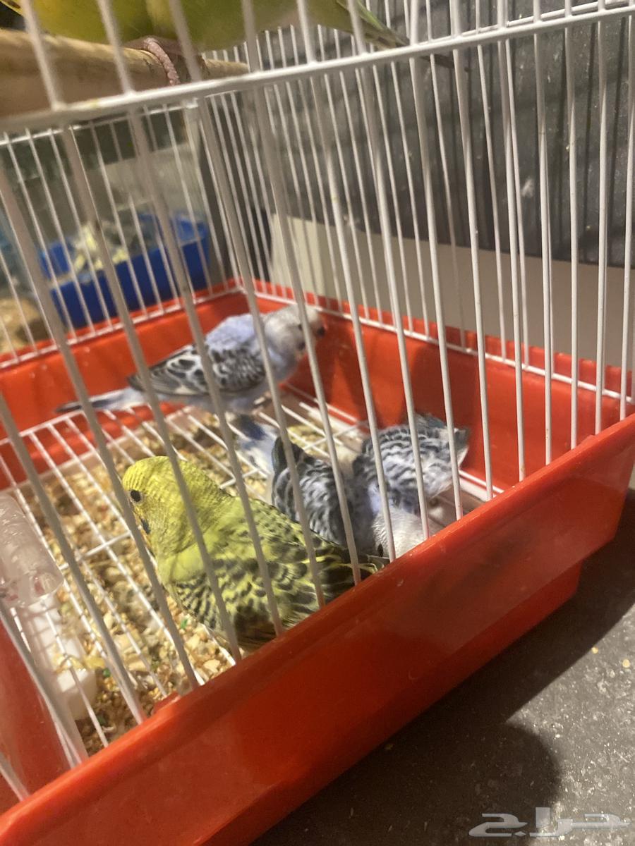 جوز معه ثلاث فروخ للبيع64536975728258111