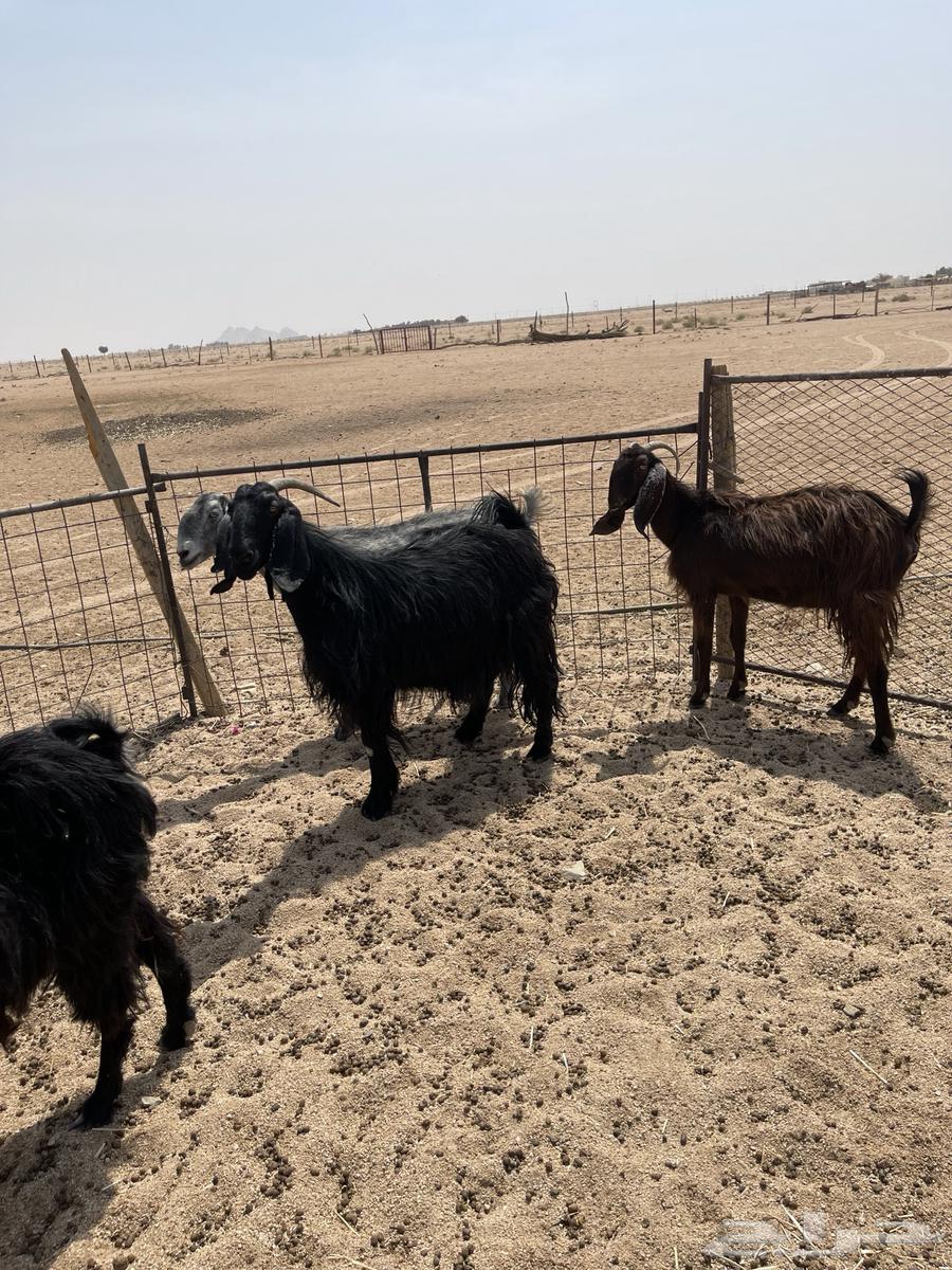 4 معزا للبيع64590679975683110