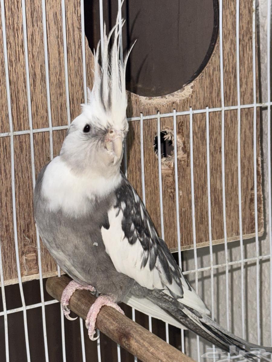 كروان وايت فيس ( تمم البيع)64590922901762111