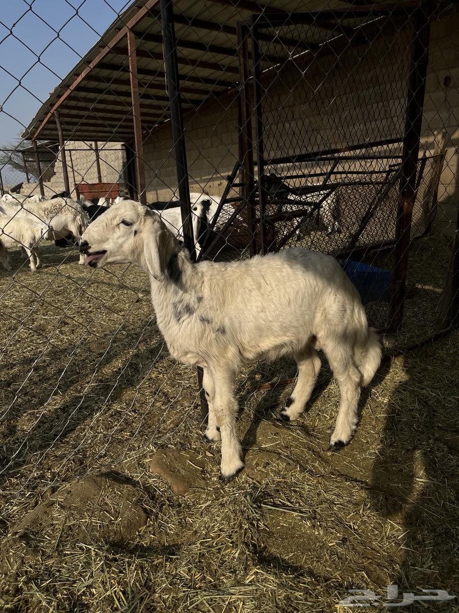 Tuli64593949984769113