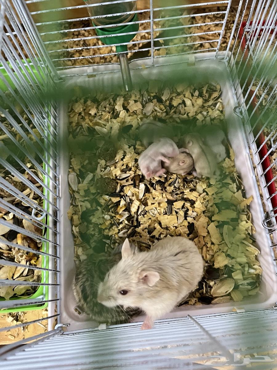 60 Hamsters64589742882049113