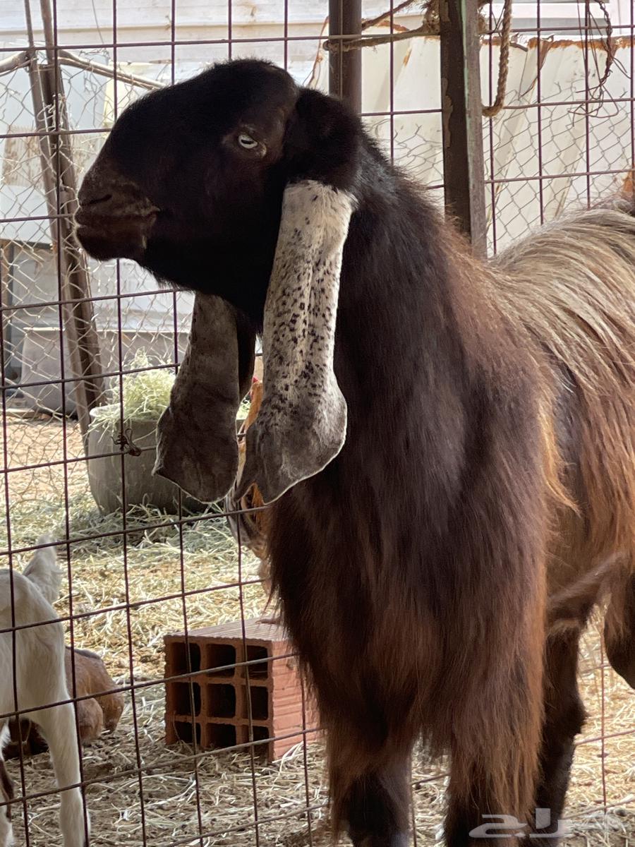 Ghran64590335289218113