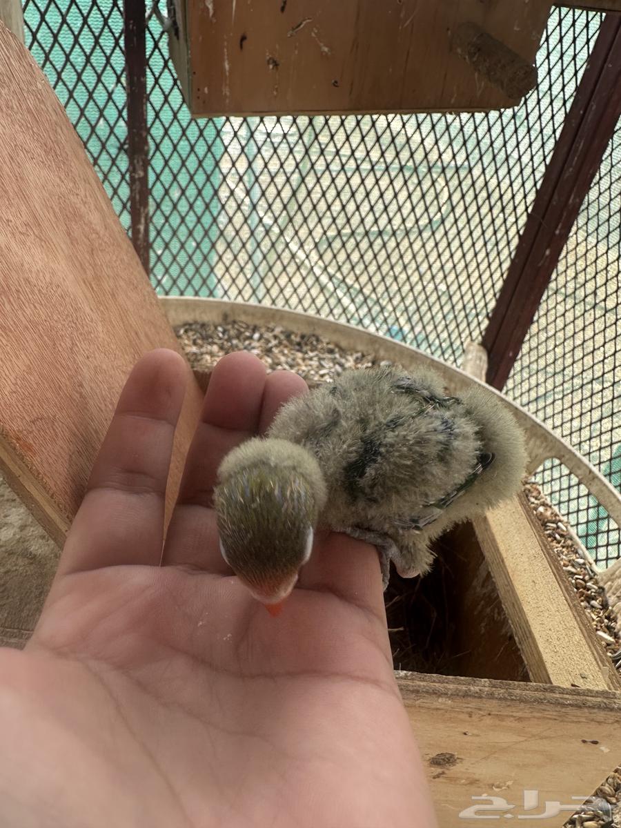 للبيع فرخ فيشر ب 60 ريال تم البيع64593974363138113