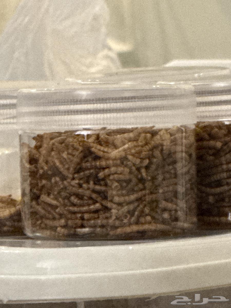 دود قبابي مجفف للطيور64591755663745110