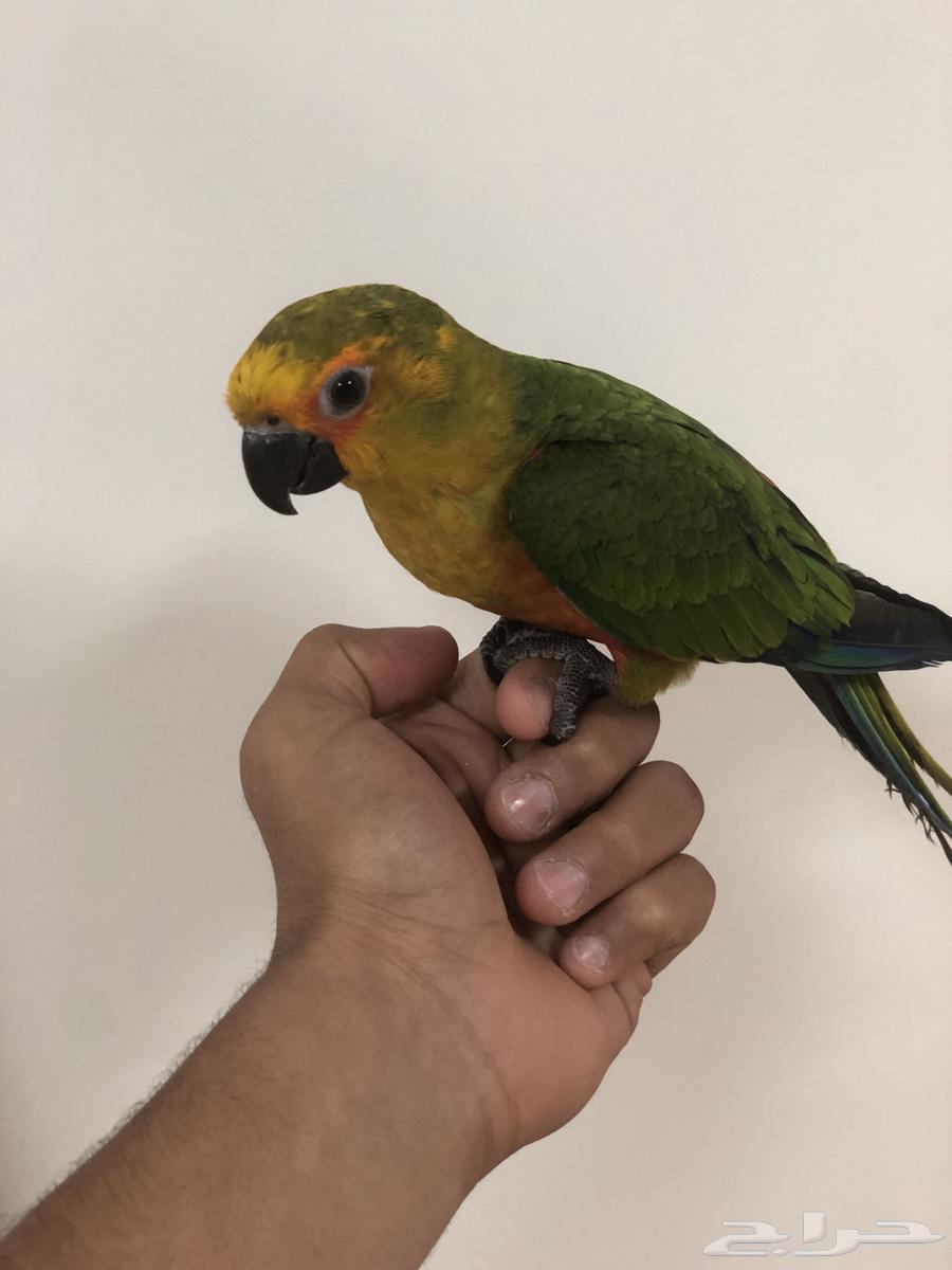 طيور64594085544707110