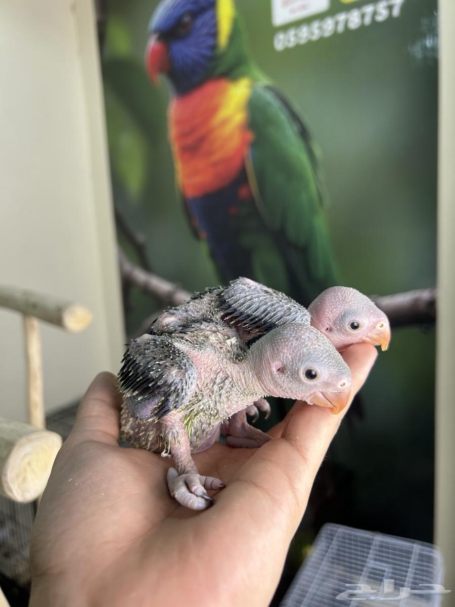 فرخين دره هندي تم البيع64595538265986113