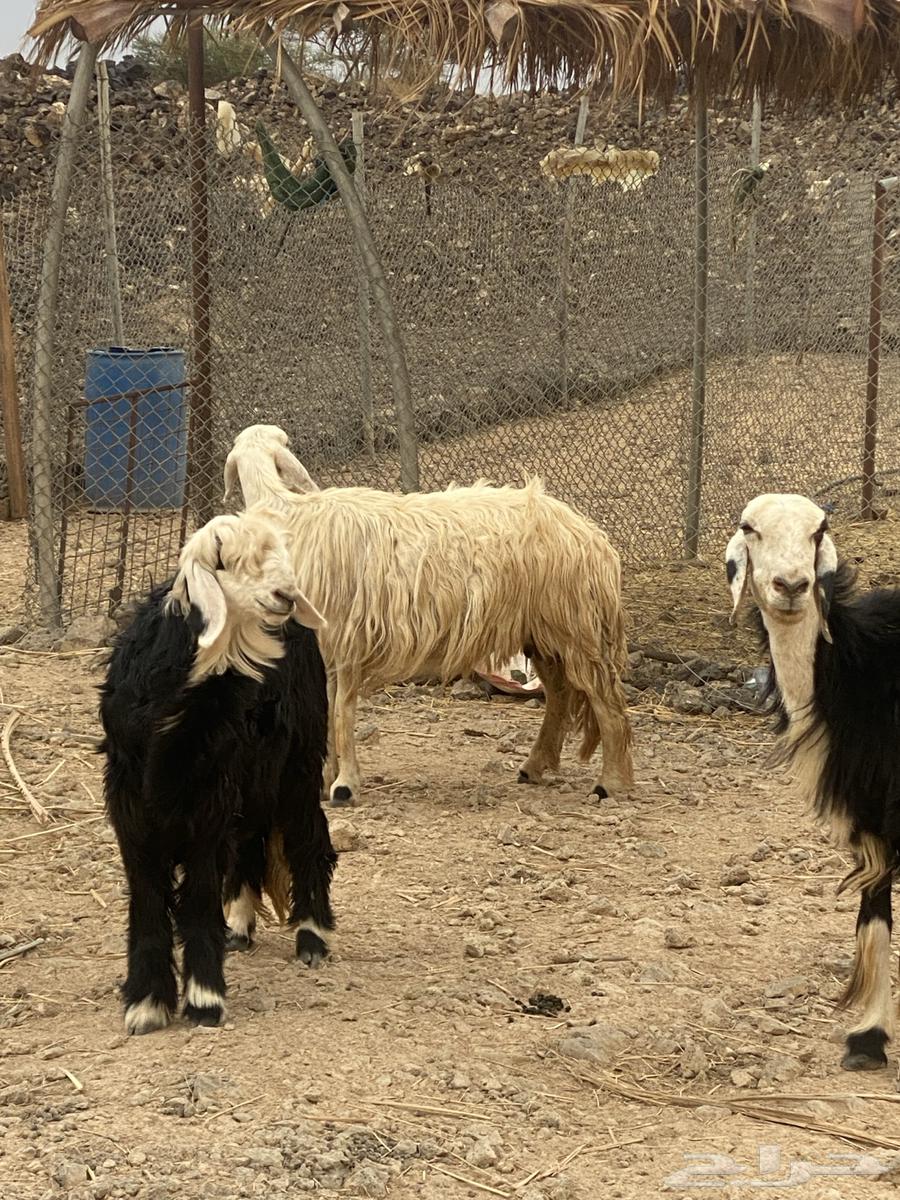 Najdi Sheep64594454719362113