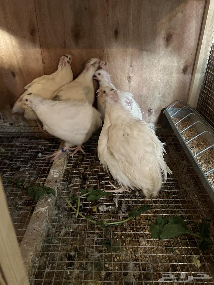 سمان تكساس. تم البيع تم البيع64595058915457112