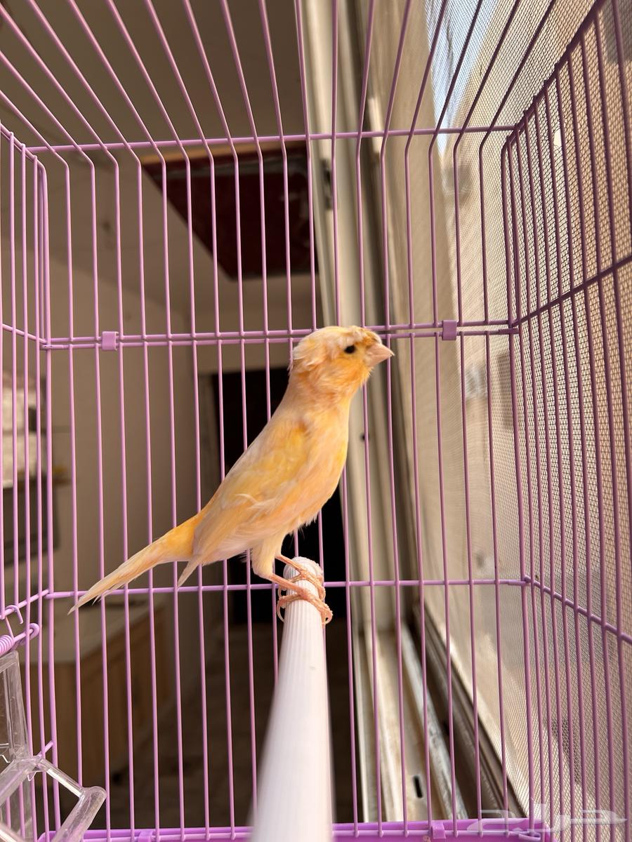 ذكر كناري جزري مطربش لأصحاب التميز مشاء الله64590874048899113