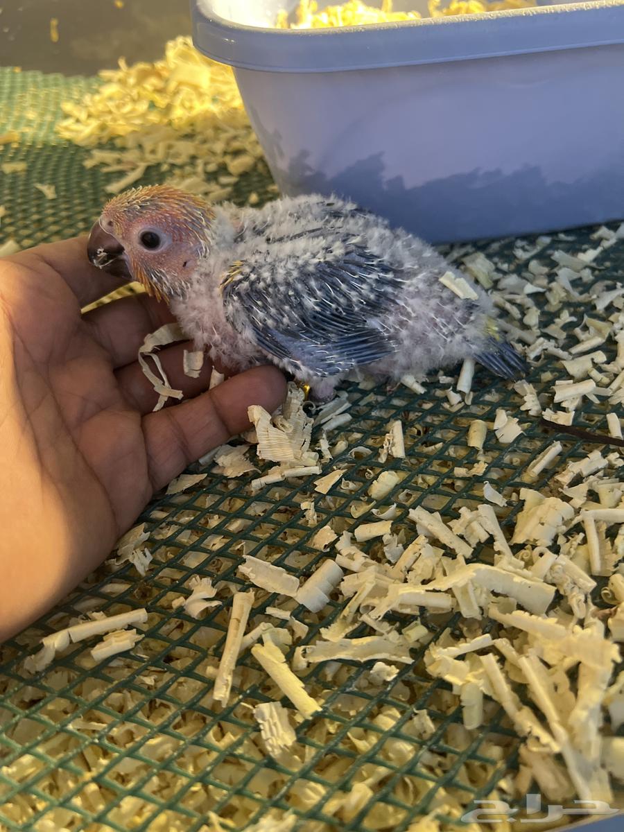 3فروخ غر صن كنيور64594837839873112