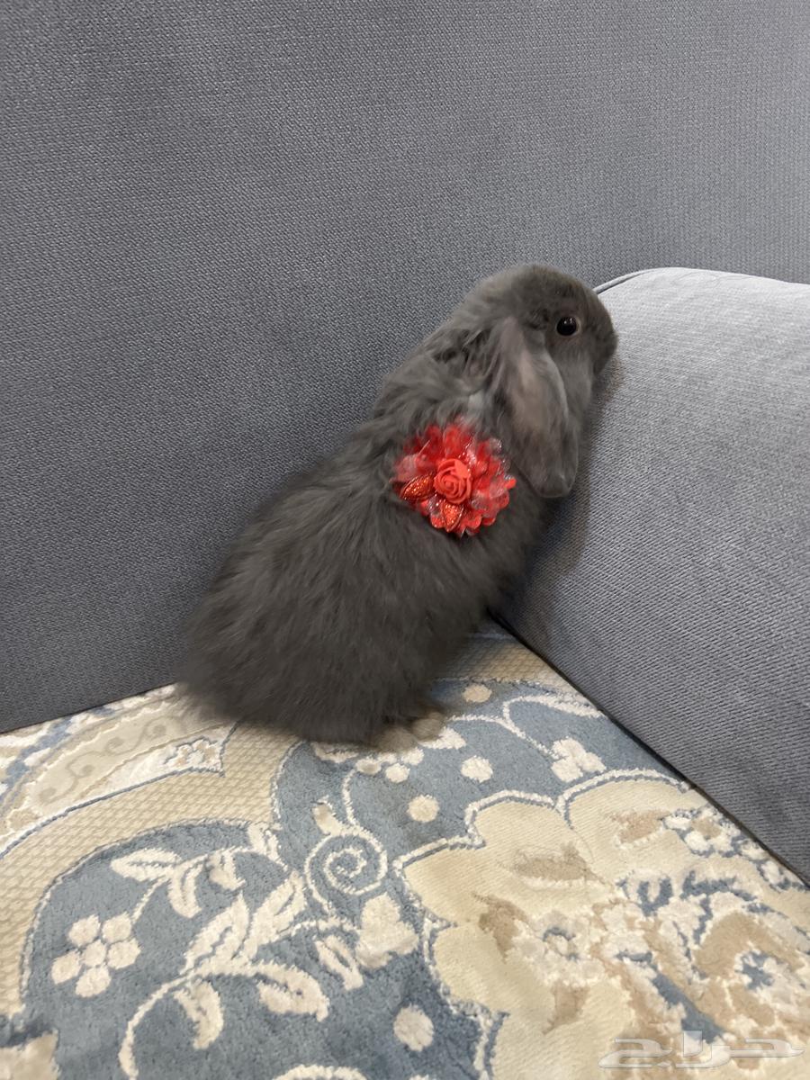 تم البييع ارنب هولندي رمادي غامق64458363601025111