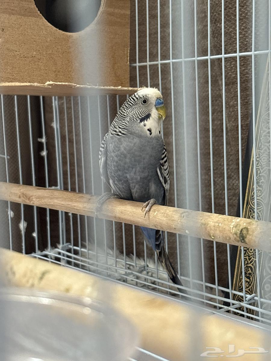 طيور حب64589854385923112