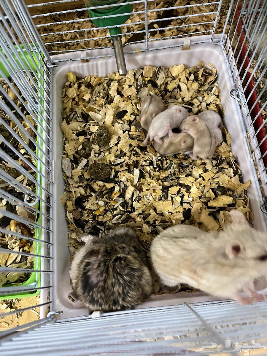 60 Hamsters64589742882049110