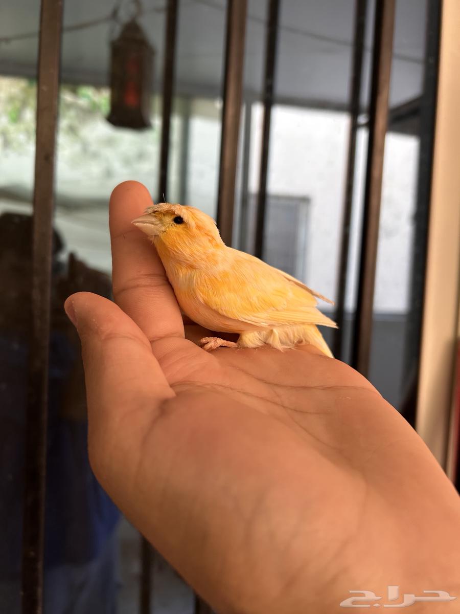 ذكر كناري جزري مطربش لأصحاب التميز مشاء الله64590874048899111