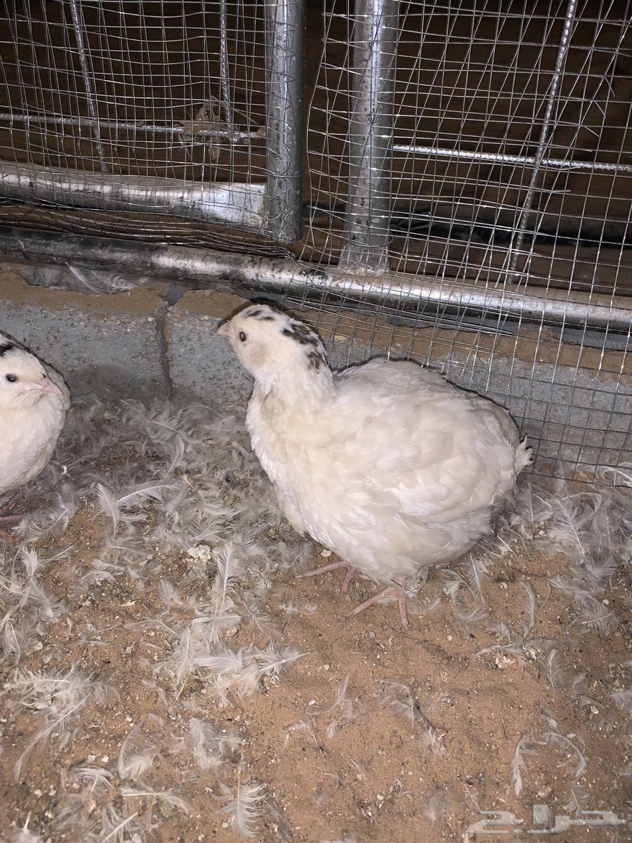 للبيع سمان تكساس العملاق64592262204161111