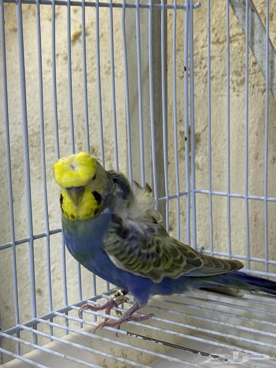 جوز بادجي مع انتاجه64594405725186110