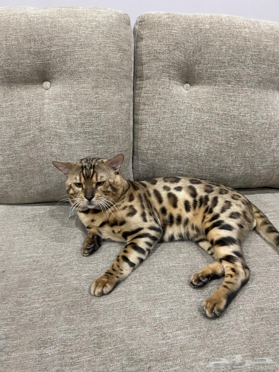 قط البنغال   البنقال بيورر64590995987970111