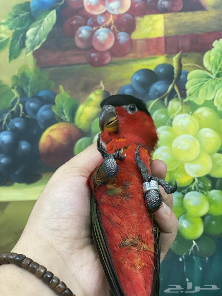 تم البيع فرخ لوري64590837821058113