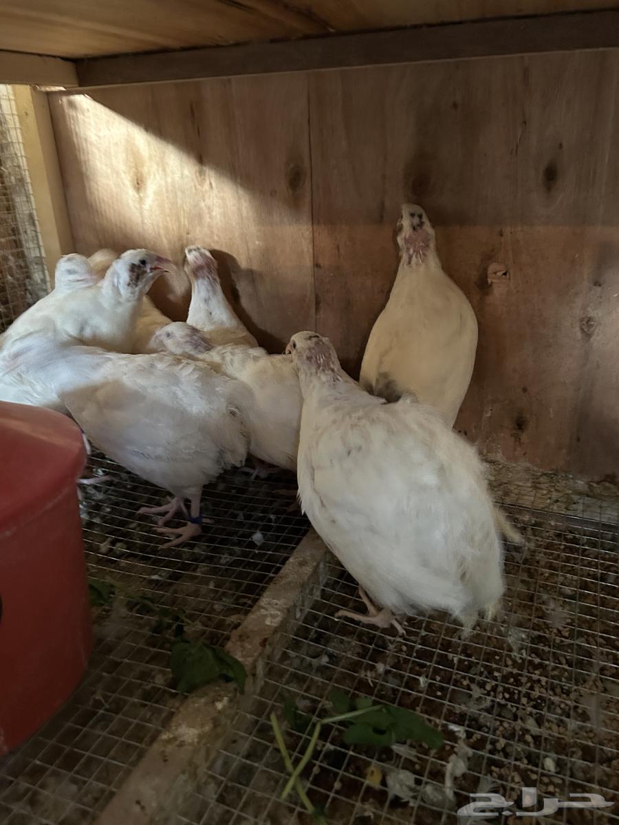 سمان تكساس. تم البيع تم البيع64595058915457111