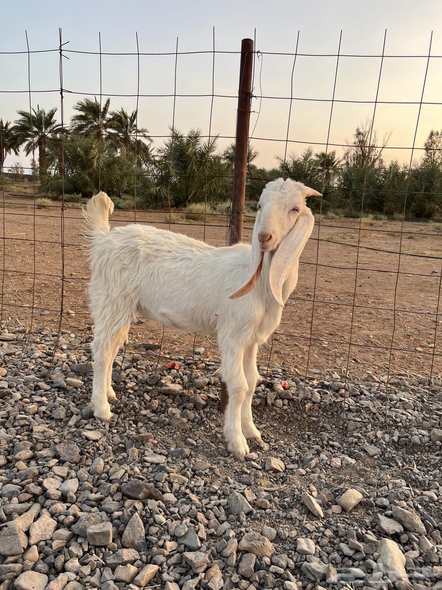 للبيع   جفرة مطورة صنف64594053811330111