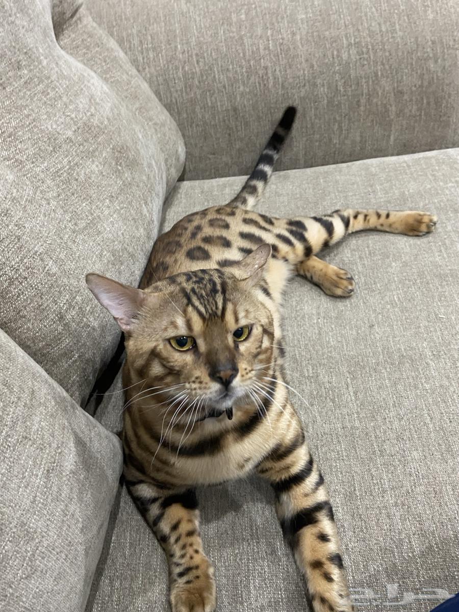 قط البنغال   البنقال بيورر64590995987970112