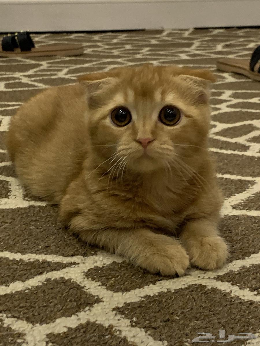 قطه للبيع64592057725059111