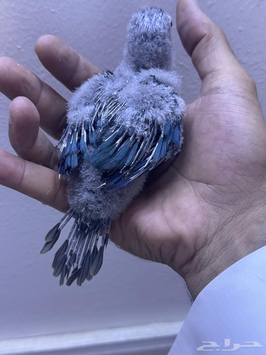 فرخ كنيور بلو شيك تم البيع الله يبارك الشاري64593435868801110