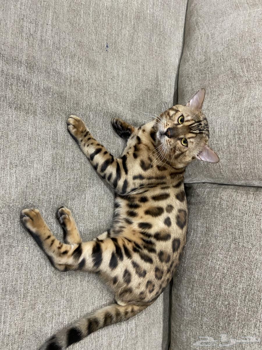 قط البنغال   البنقال بيورر64590995987970110