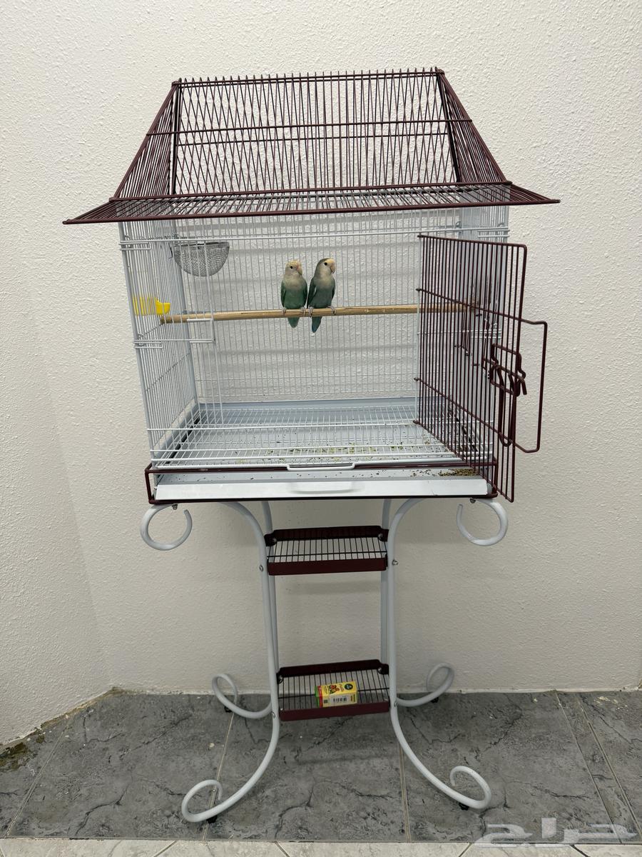 طيور الروز يحبون العب و المرح و صوتهم جميل للبيع مع القفص64591442759938110