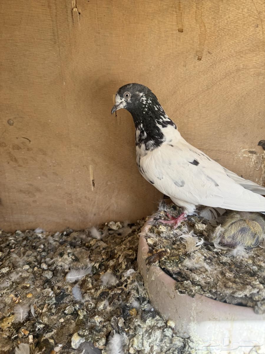 حمام باكستاني بيور منتج تيدي64592347451651111