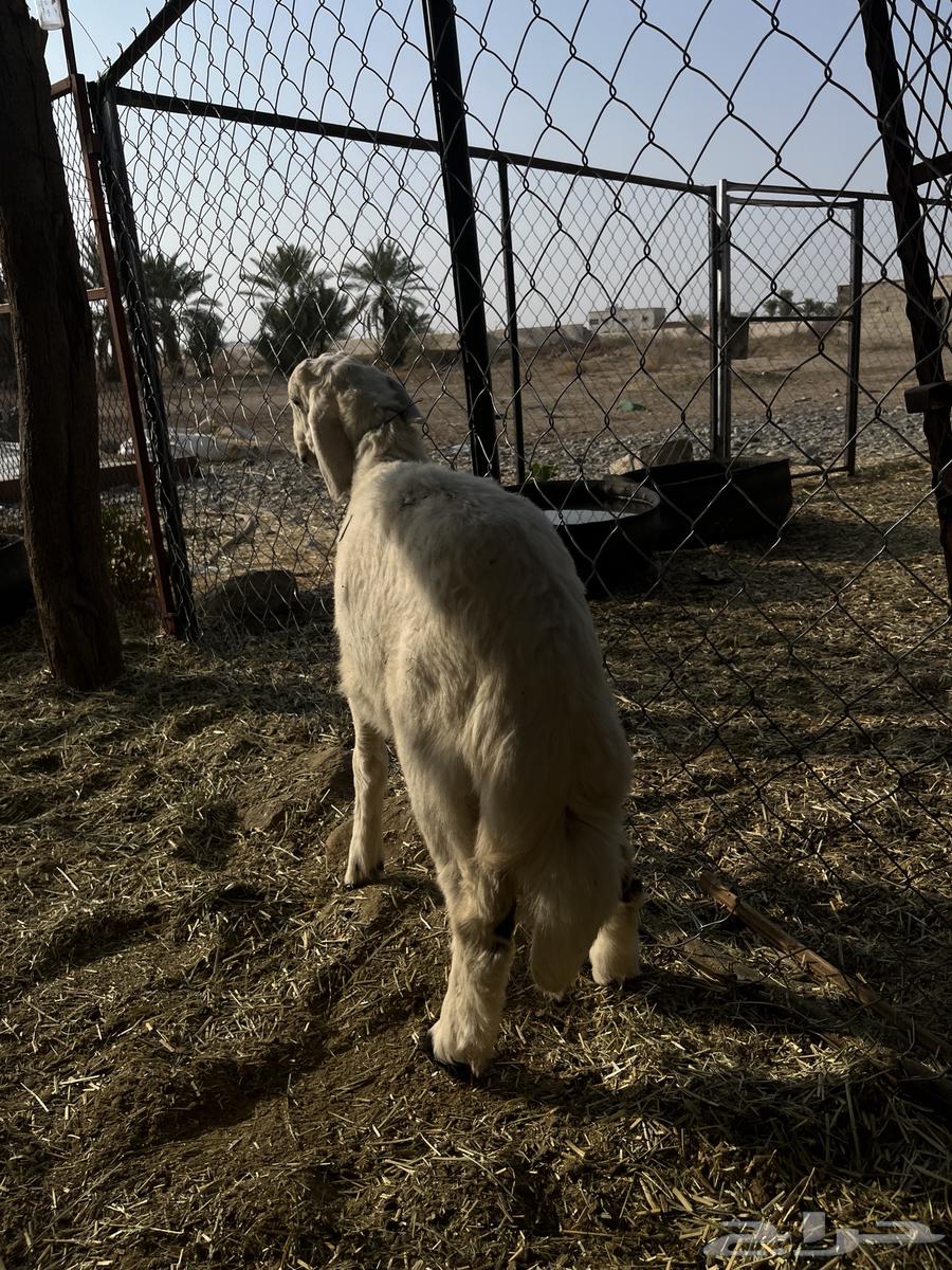 Tuli64593949984769112