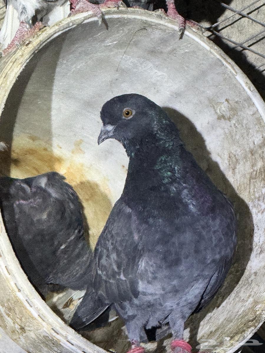 حمام بكستنائي64588856271233110