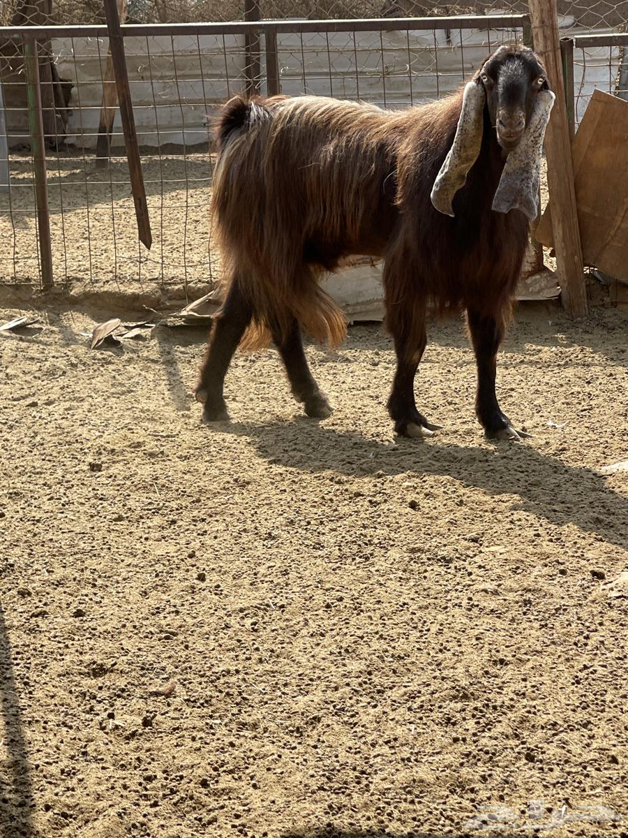 Ghran64590335289218112