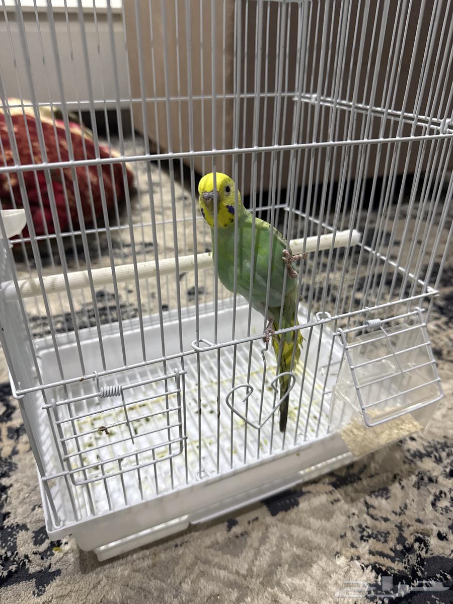 عصفور للبيع بصحه جيده مع جميع ملحقاته و القفص64593888369409110