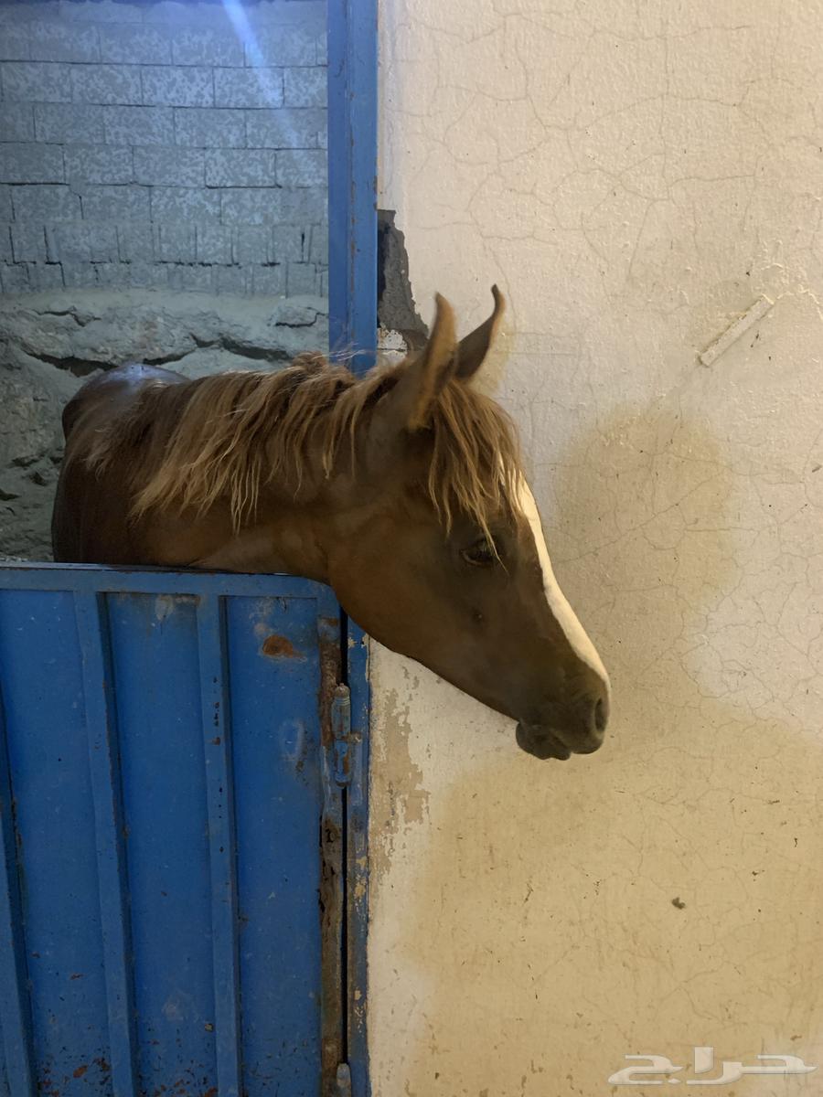 مهر للبيع64594528528771112