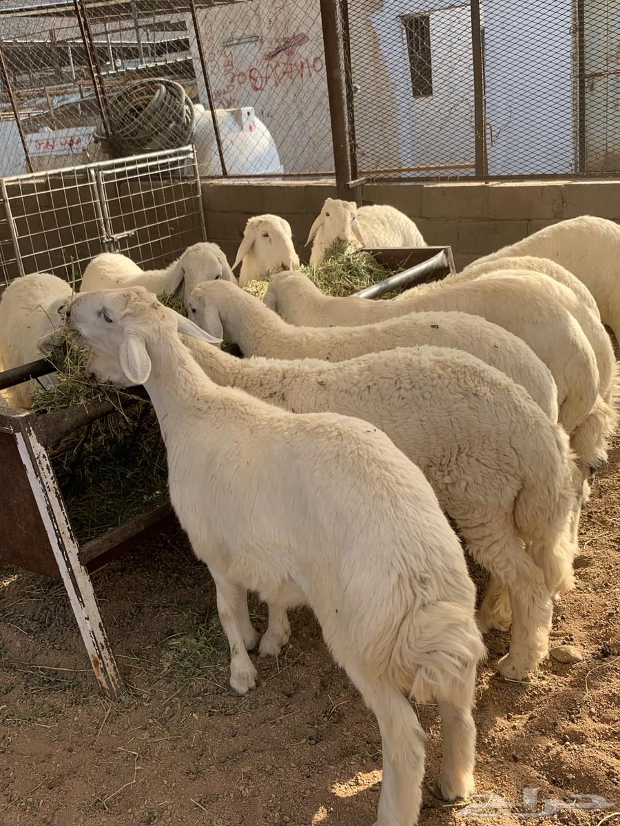 ذبايح مع خدمة السلخ والتوصيل64591105268867112