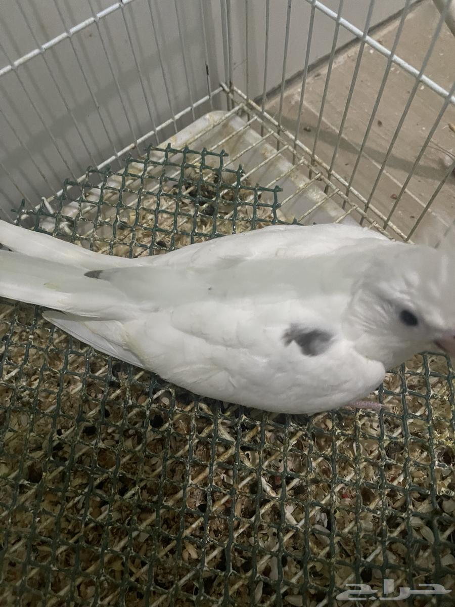 فروخ كروان بصمات و هافي بايد64593851553538111