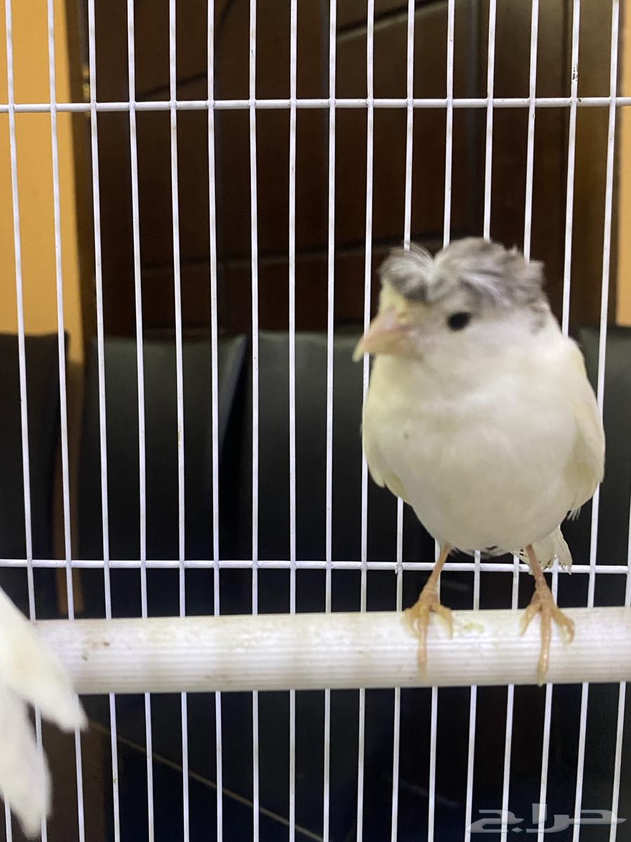 فروخ كناري لونهم ابيض64592576713985114