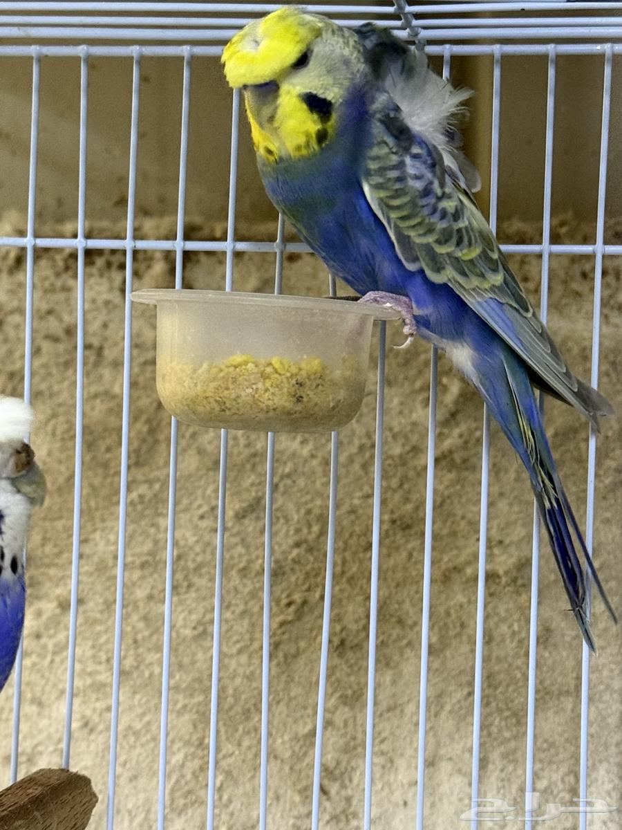 جوز بادجي مع انتاجه64594405725186111