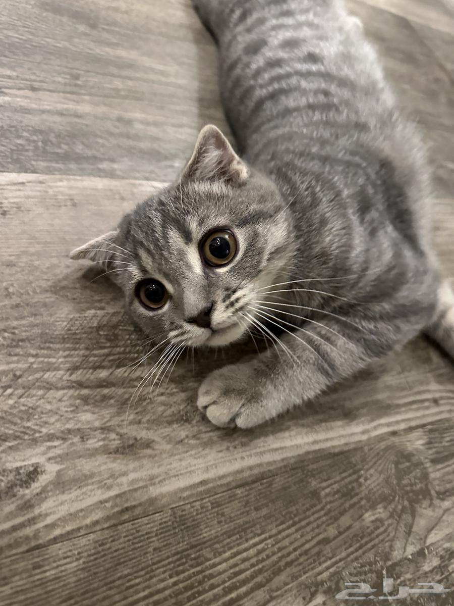 قطه سكوتش فولد تربل للبيع بسعر رمزي64595956302210110