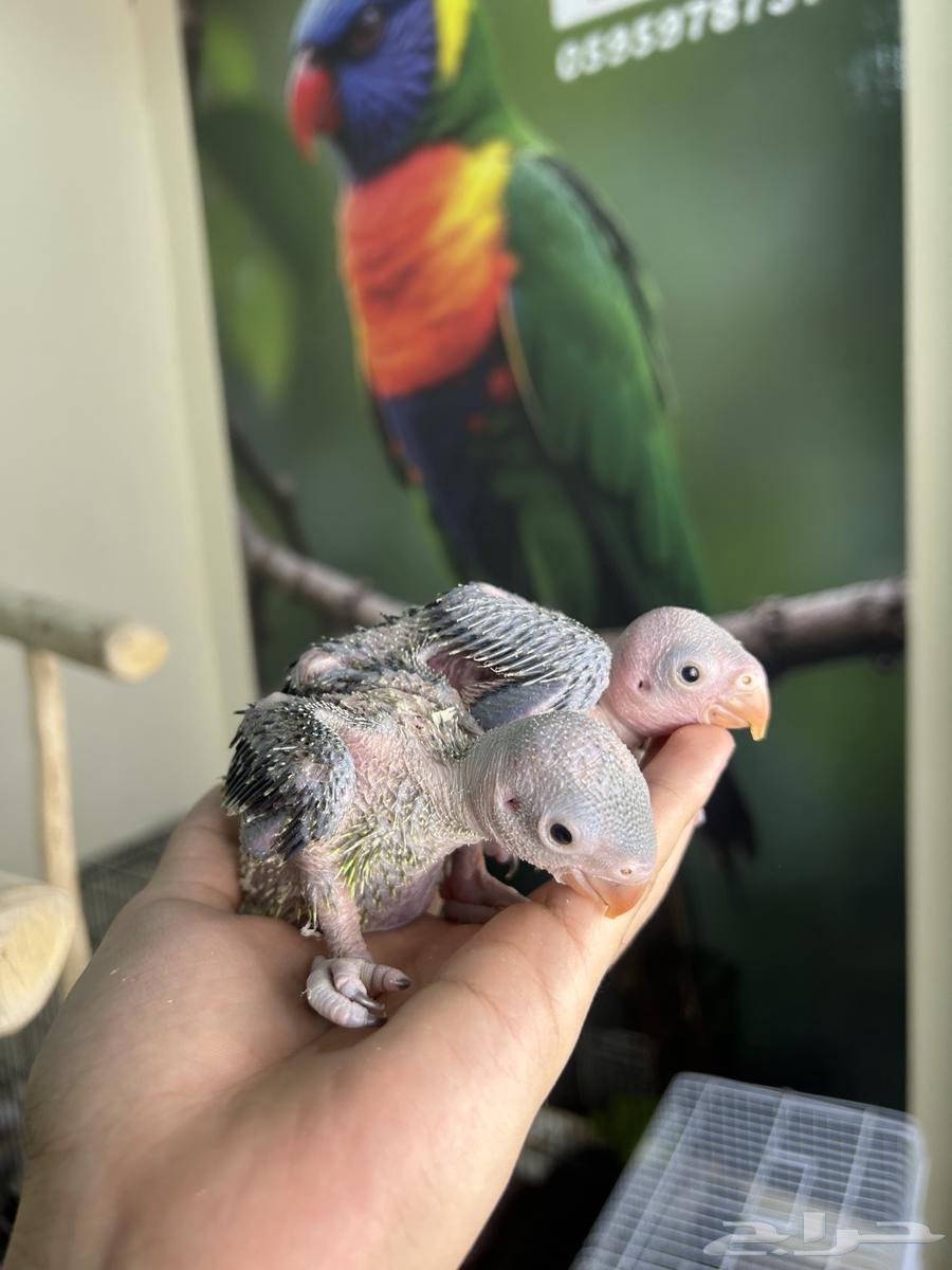 فرخين دره هندي تم البيع64595538265986110