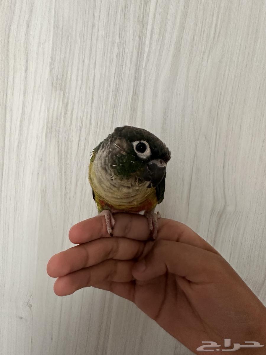 كنيور قرين شيك يلو سايد64590077544578110